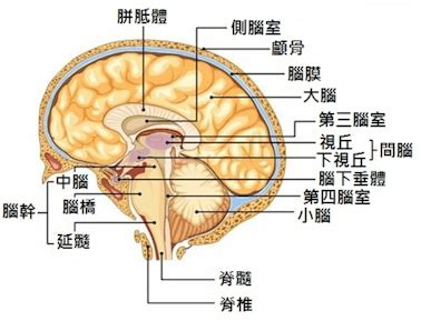 下視丘功能口訣|**小腦巨人：探索下視丘的神奇力量**